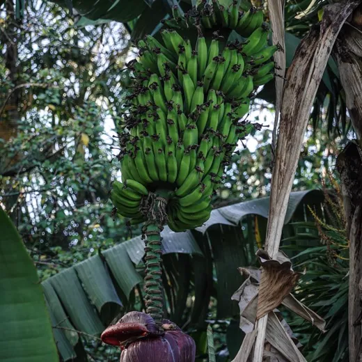 Banana bunch growing on the plant