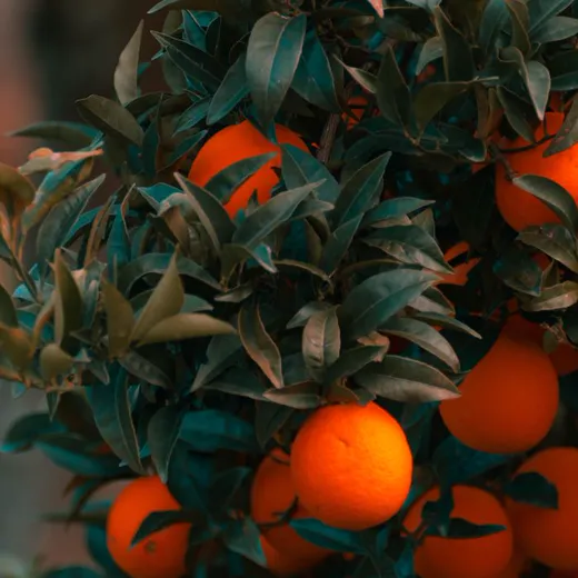 Ripe kinnow on the tree