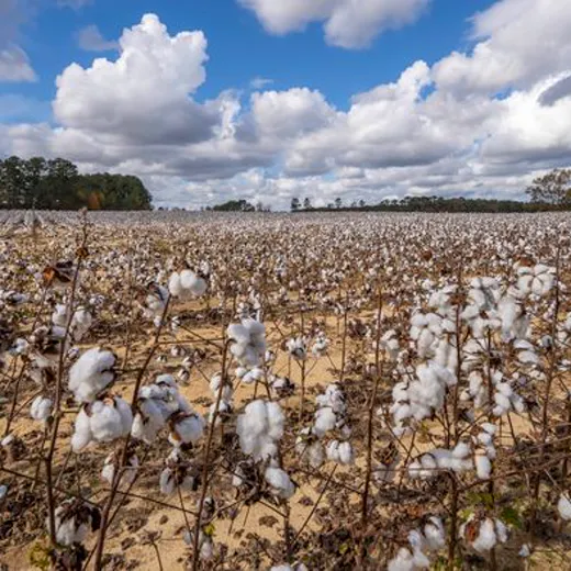 Cotton field full of open bolls
