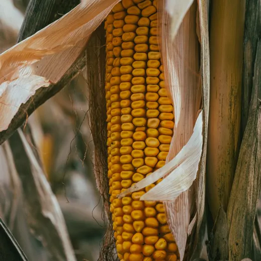 Ripe maize cob on the stalk