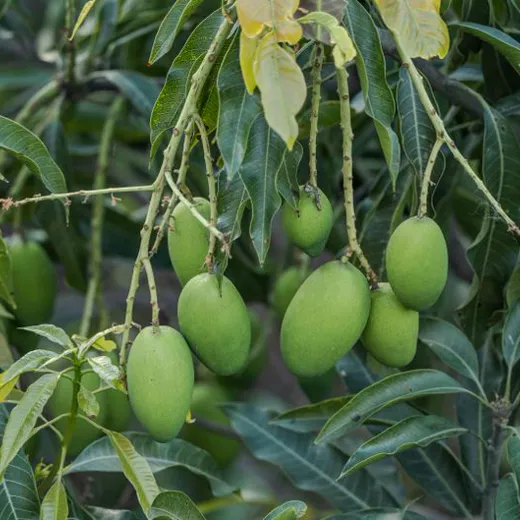 Mangoes hanging on the tree