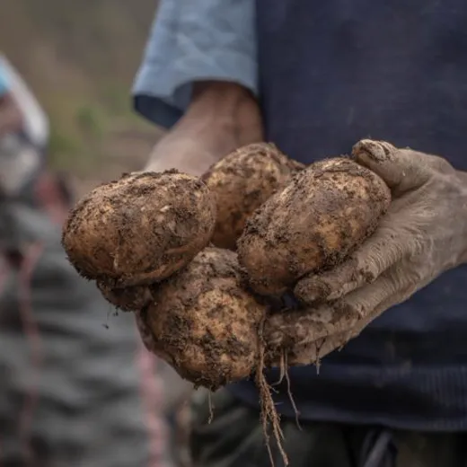 Farmer holding freshly dug potatoes