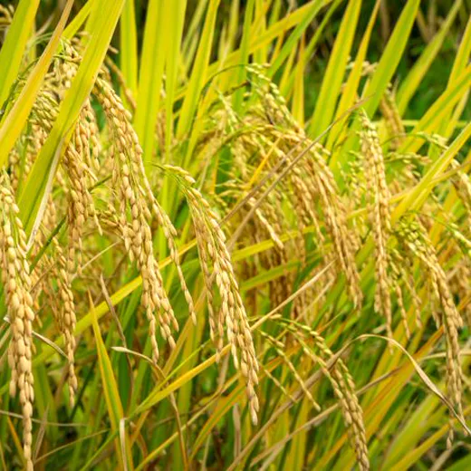 Rice plants heavy with grain in the paddy