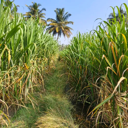 Tall sugarcane growing in the field