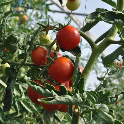 Red tomatoes ripening on the vine