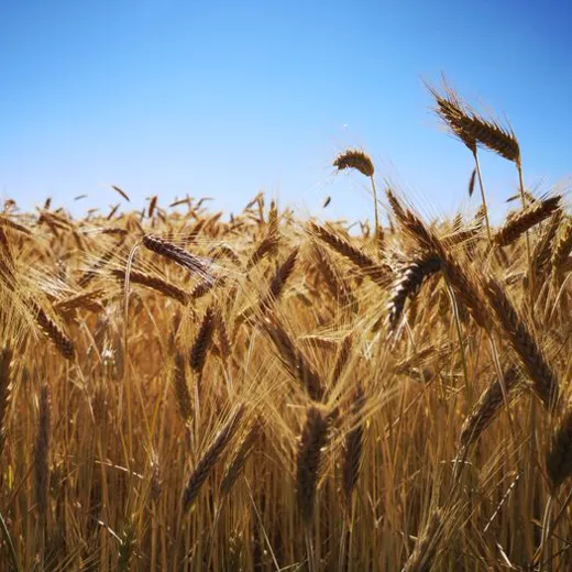 Golden wheat ready for harvest in the field