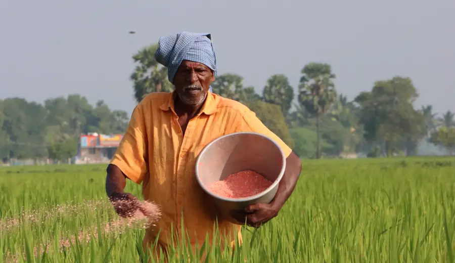 Farmer broadcasting fertilizer by hand in a green field