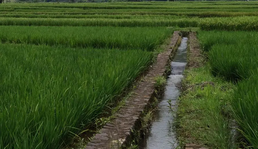 Irrigation channel running beside a green rice paddy