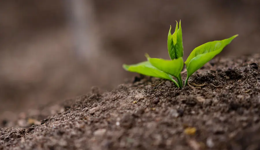 Seedling growing in fertile soil
