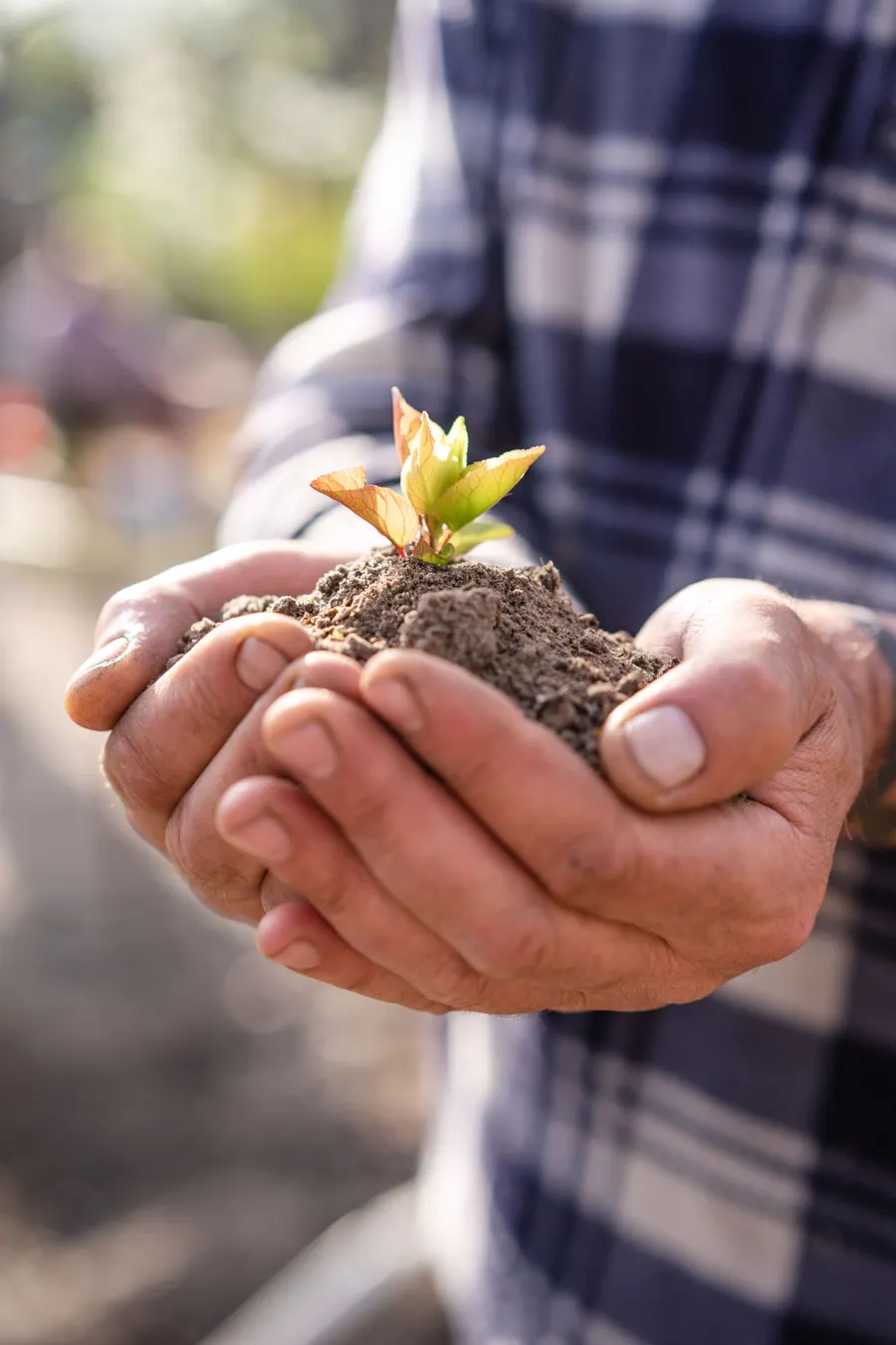 Hands holding a young seedling in soil