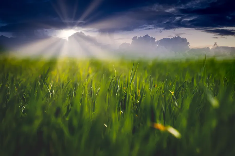 Sunlight breaking over a lush green field