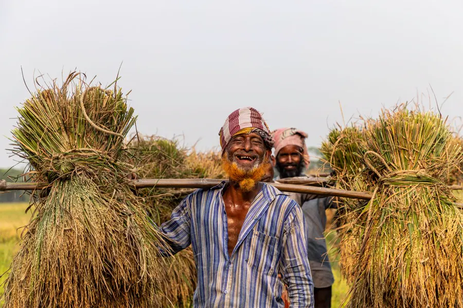 Smiling farmers carrying harvested rice