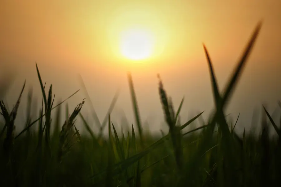Crops glowing in the sunrise